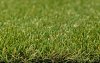 Royal Grass Lush (2 meter breed)