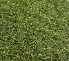 Aktie Royal Grass Verano (4 meter breed)