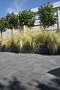 Lunyton Extra 20x30x6 cm Blackberry - per 16 st