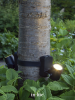 BRACE BAND per meter