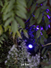 SMART SCOPE TONE 12V  (9,5 VA)