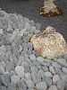 Beach Pebbles Grijs 3-6 cm (20 kg)