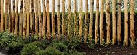 Chestnut wood posts