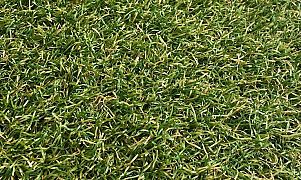 Aktie Royal Grass Verano (4 meter breed)