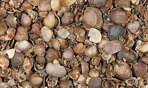 Schelpen, schoongewassen (ca. 13,5 liter)