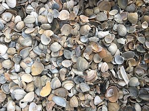 Schelpen 8-16 mm (HBB)