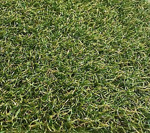 Aktie Royal Grass Verano (4 meter breed)