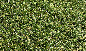Royal Grass Verano